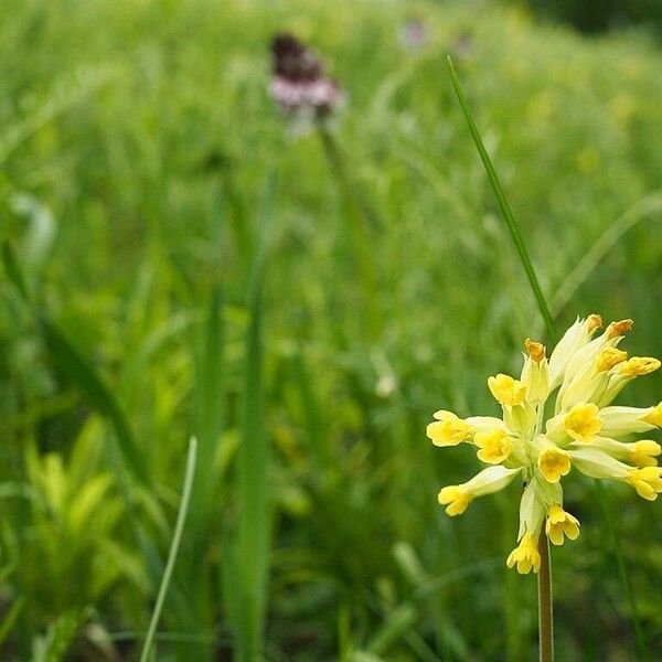 Primula veris Flor