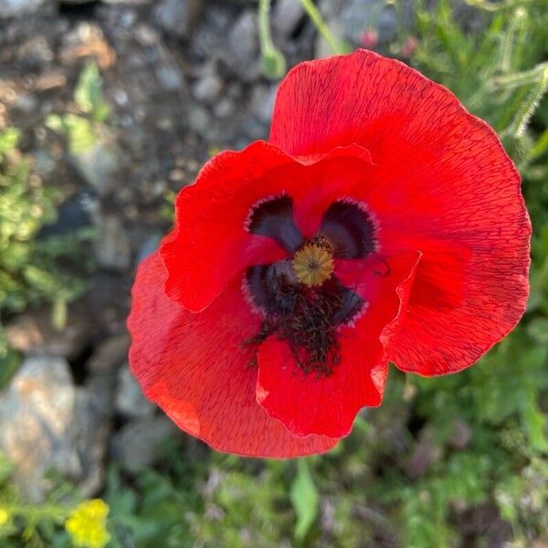 Papaver rhoeas Kukka