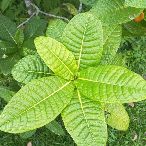 Ficus pancheriana Fuelha