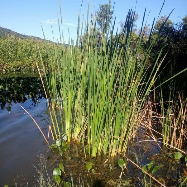 Typha angustifolia Folla