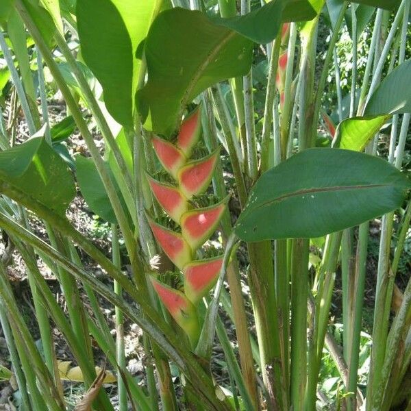 Heliconia wagneriana Õis