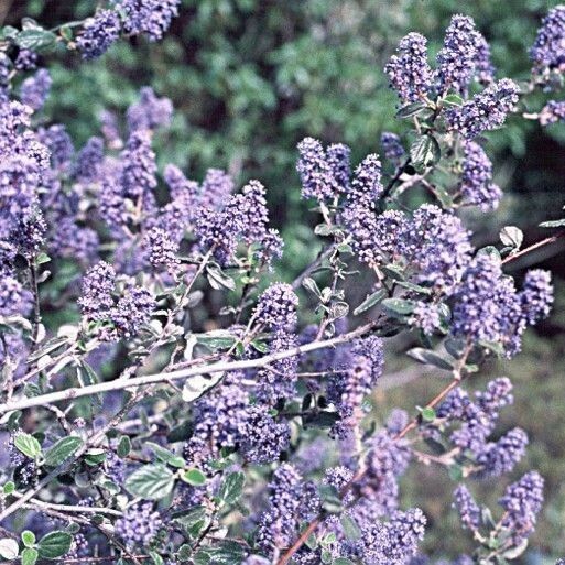 Ceanothus tomentosus Tervik taim