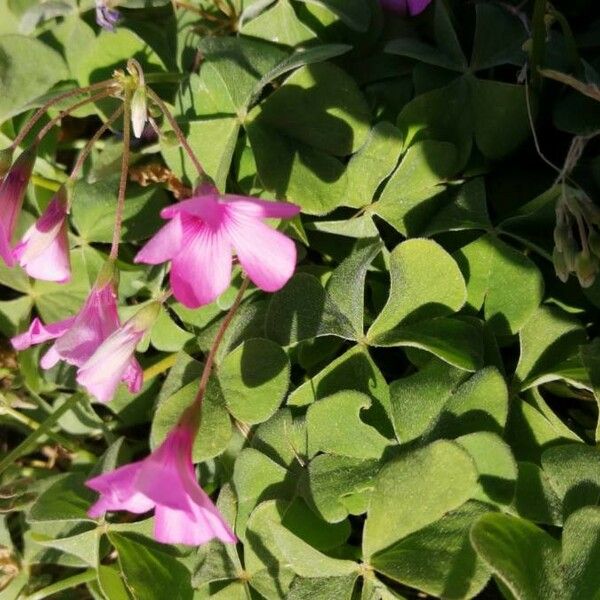 Oxalis articulata Blomst