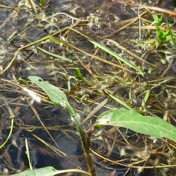 Persicaria amphibia ഇല