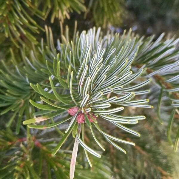 Abies nordmanniana Folha