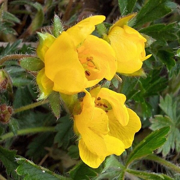 Potentilla pedata 花