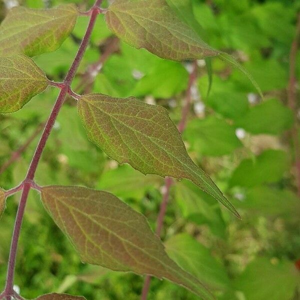 Kolkwitzia amabilis Blad