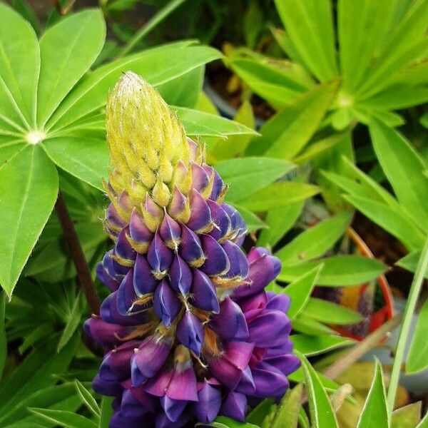 Lupinus polyphyllus Flower