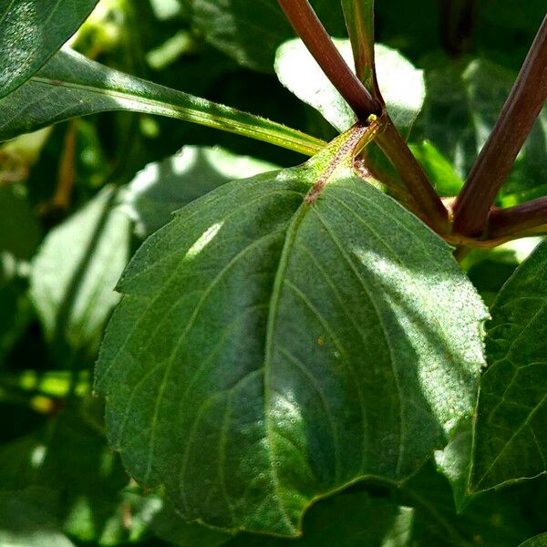 Dahlia coccinea Blad