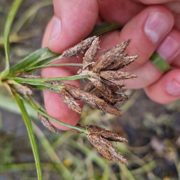 Bolboschoenus laticarpus Žiedas