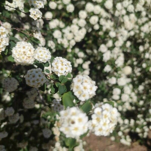 Spiraea trilobata Flors