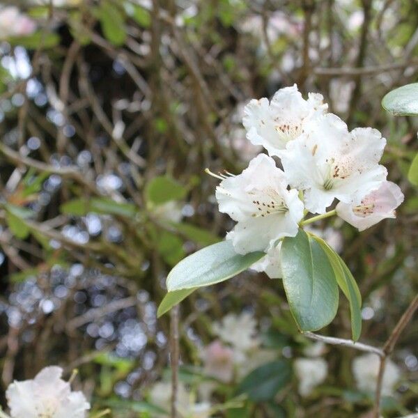 Rhododendron aureum Flower