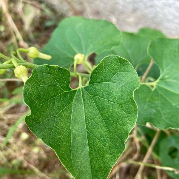 Aristolochia clematitis পাতা