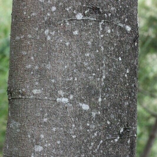 Acacia mearnsii Annet