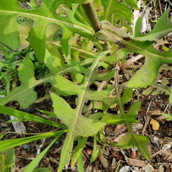 Lactuca canadensis Blad