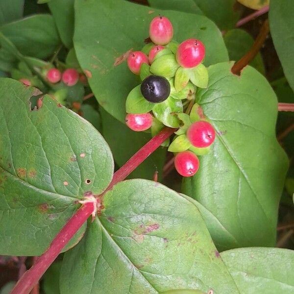 Hypericum androsaemum Kabuk