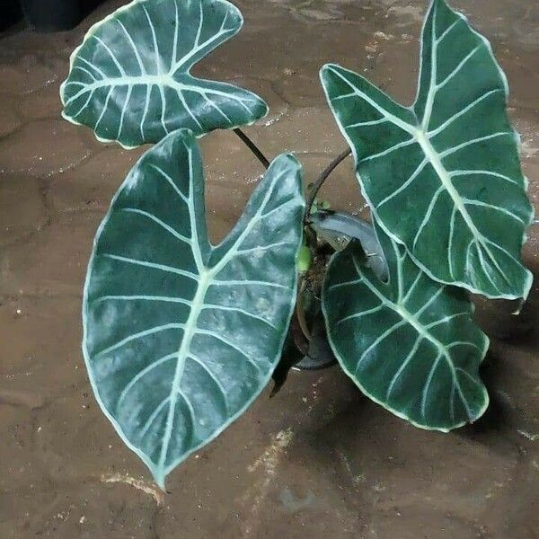 Alocasia longiloba Leaf