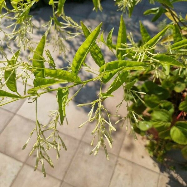 Cestrum nocturnum Folha