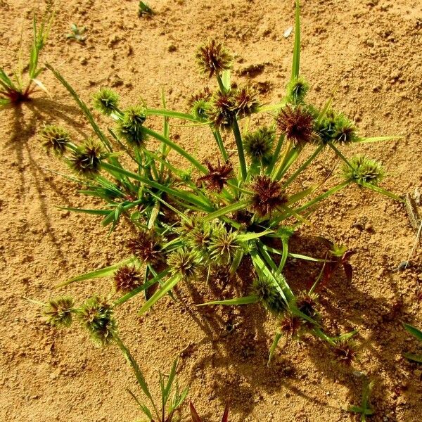 Cyperus squarrosus Хабит