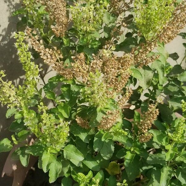 Ocimum tenuiflorum Фрукт