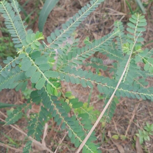 Phyllanthus amarus Foglia