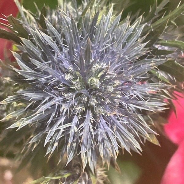 Eryngium bourgatii Fleur