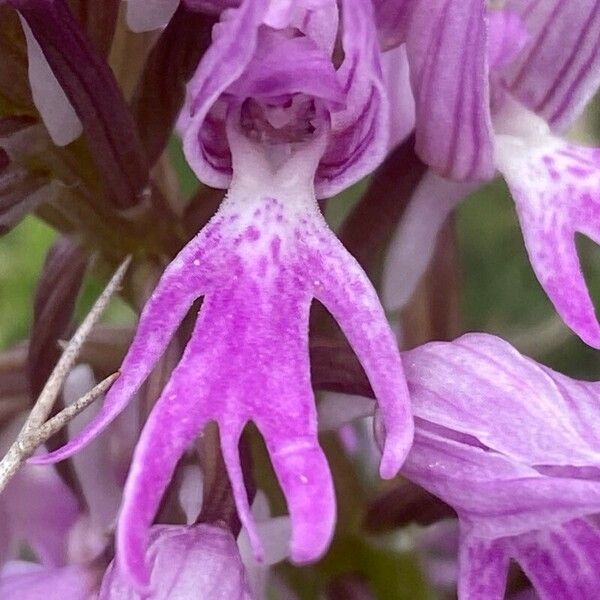 Orchis italica 花