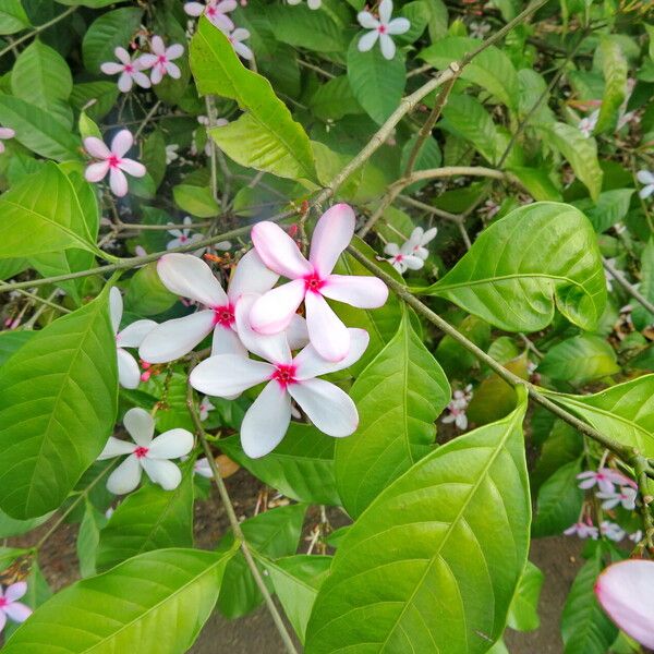 Kopsia fruticosa Blad