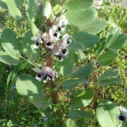 Vicia faba Habit