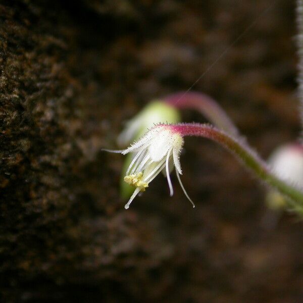 Tiarella polyphylla عادت داشتن