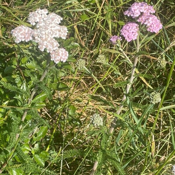 Achillea millefolium Habitus