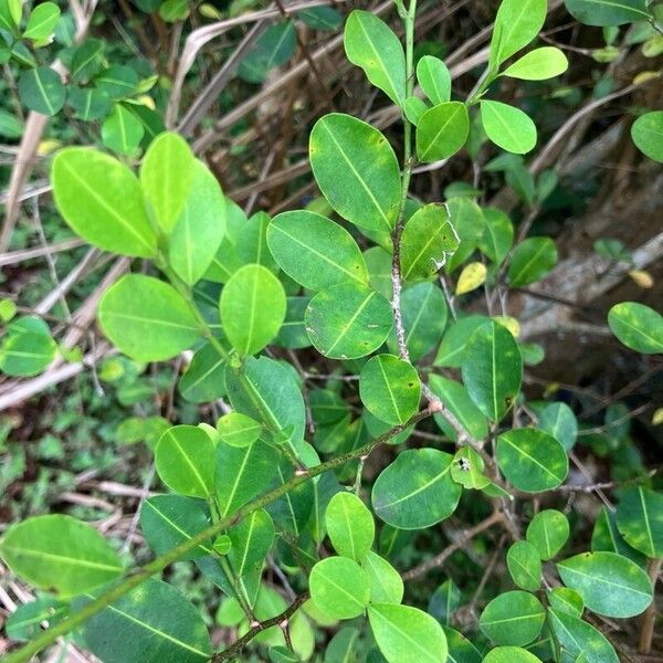 Erythroxylum havanense পাতা