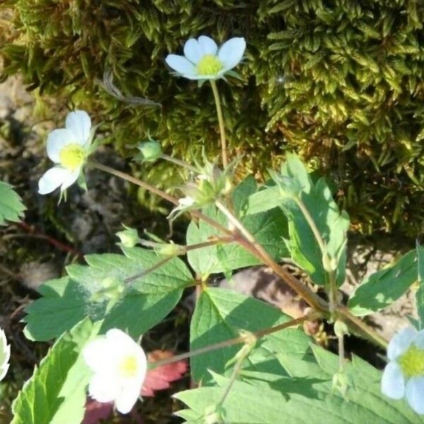 Fragaria virginiana Flor