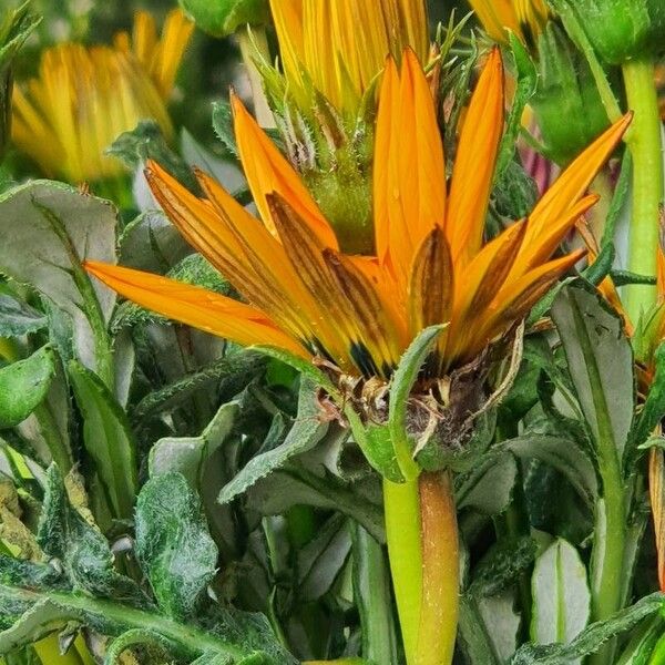 Gazania spp. Flor