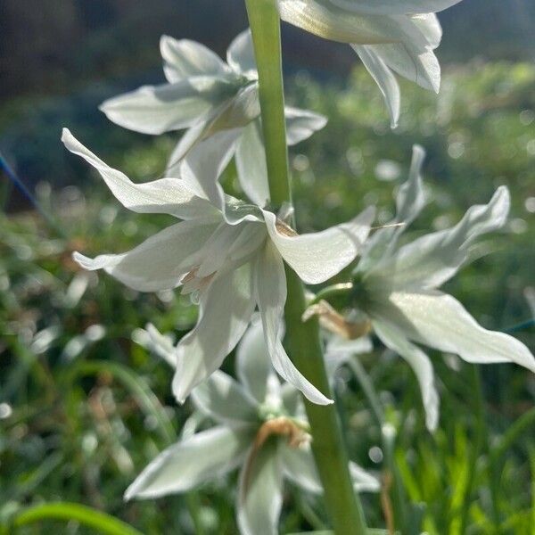 Ornithogalum nutans Blomst