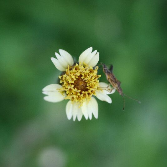 Tridax procumbens Fiore