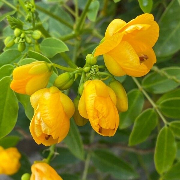 Senna occidentalis Flor