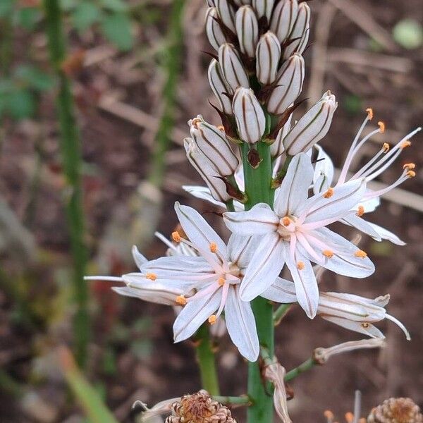 Asphodelus ramosus Flower