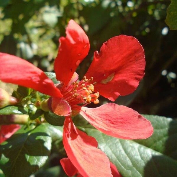 Chaenomeles japonica Flor