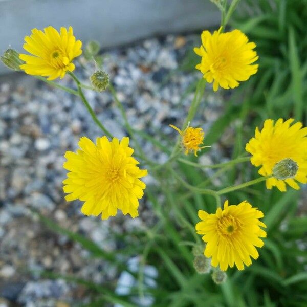 Crepis tectorum Цветок