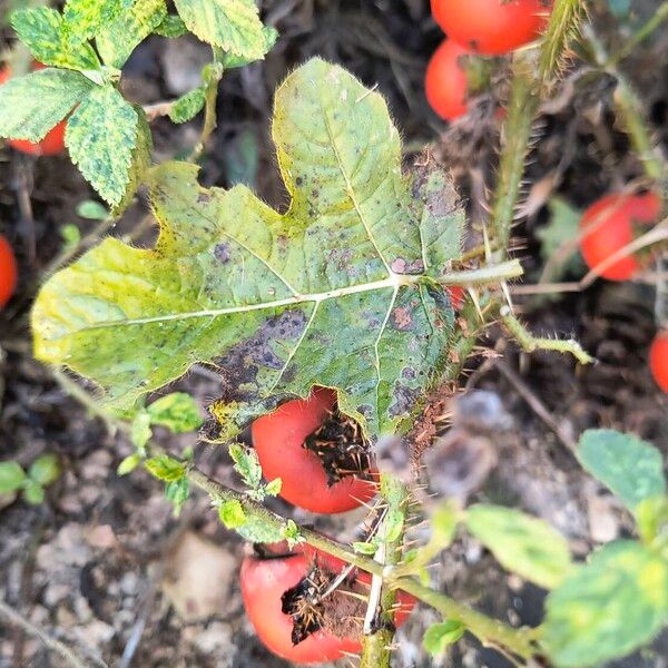 Solanum capsicoides Leaf