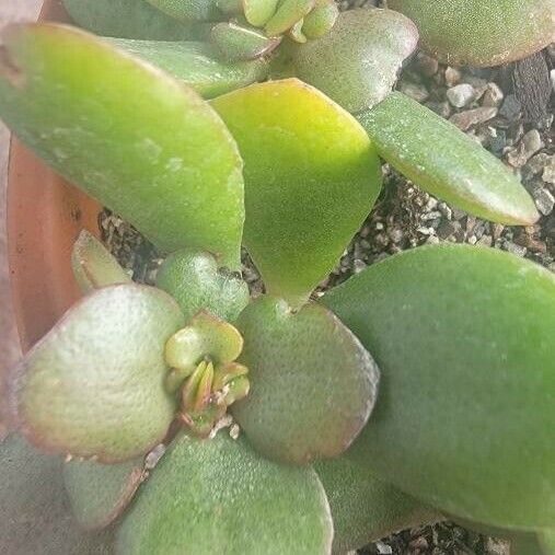 Crassula ovata पत्ता