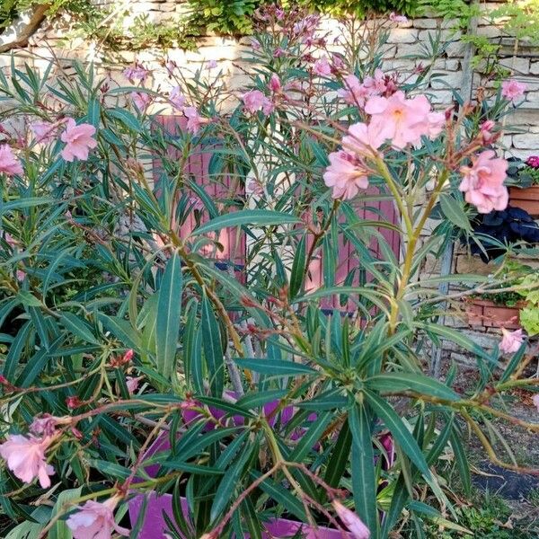Nerium oleander 整株植物