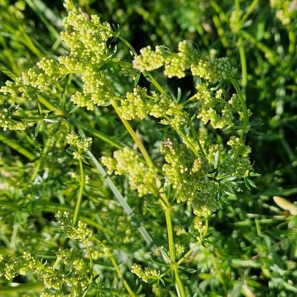 Galium × pomeranicum Kukka