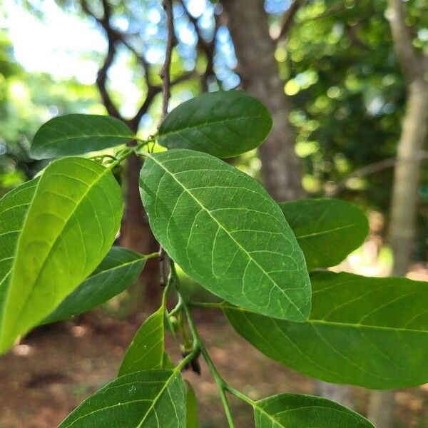 Annona squamosa ᱥᱟᱠᱟᱢ