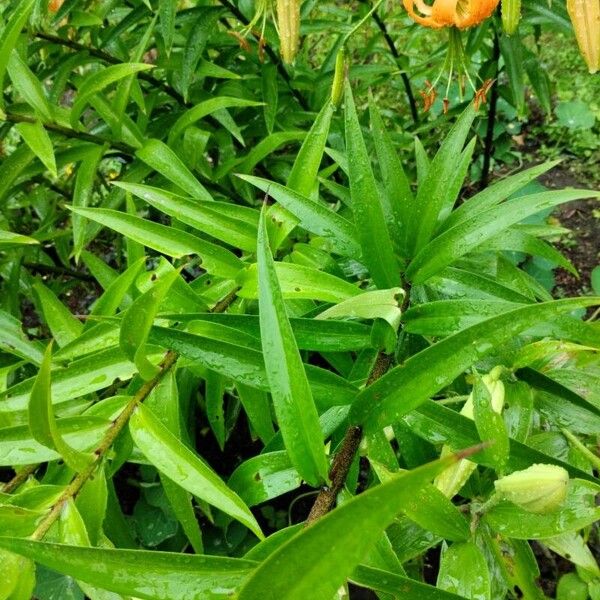 Lilium henryi ᱥᱟᱠᱟᱢ