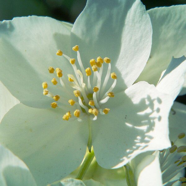 Philadelphus lewisii Blüte