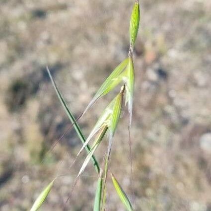 Avena barbata Flower