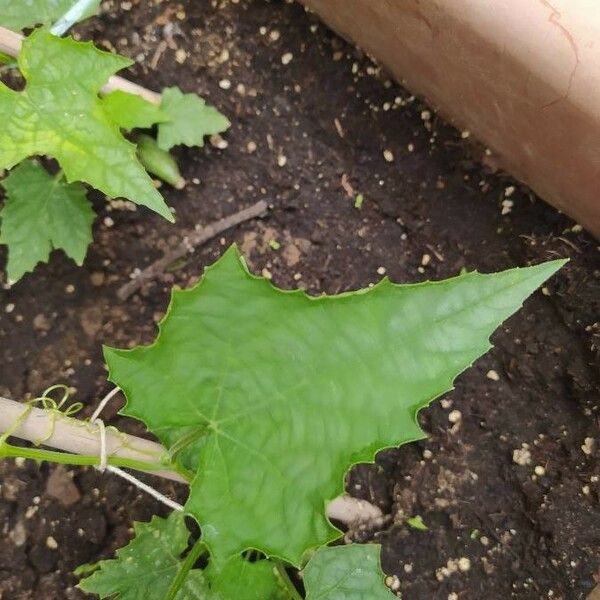 Luffa acutangula Leaf