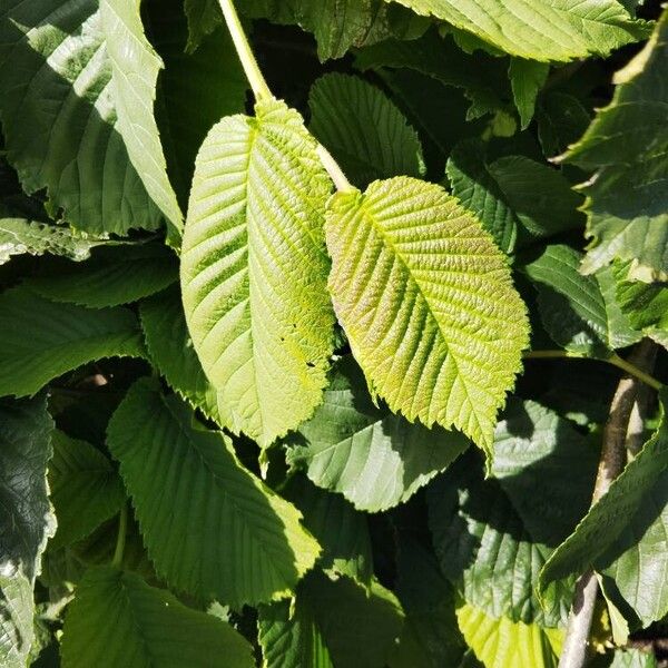 Ulmus glabra Blatt